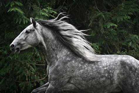 My RP Characters | Dapple grey horses, Horses, Beautiful horses