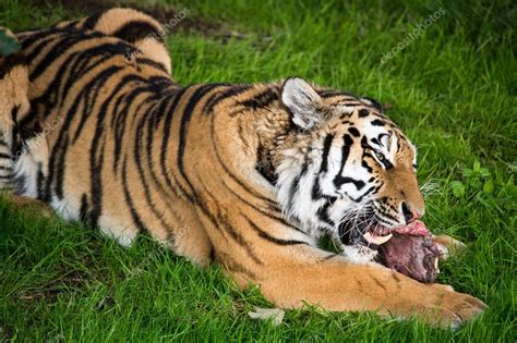 Tigre siberiano comiendo — Foto de stock #32157295 © davemhuntphoto