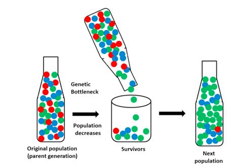 Genetic Drift: Complete Explanation | AllAssignmentHelp.com