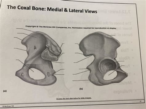 Coxal Bone Label Diagram | Quizlet