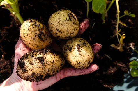 Growing vegetables in pots: everything you need to know | Gardeningetc