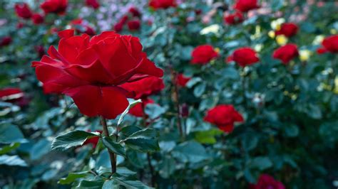 Garden Roses vs. Roses: 10 Differences to Know - A-Z Animals