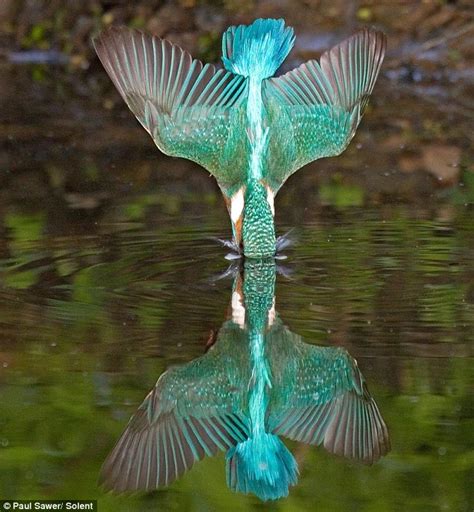 Gambar-gambar Burung Raja Udang yang mengujakan oleh Paul Sawer - Unikversiti