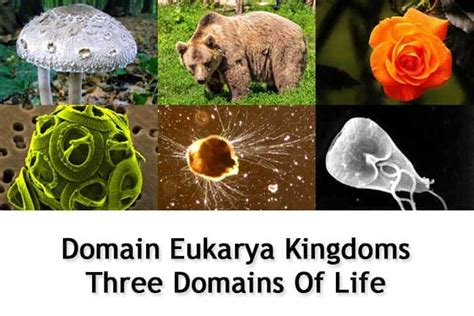 Domain Eukarya Kingdoms | Three Domains of Life | BioExplorer.Net