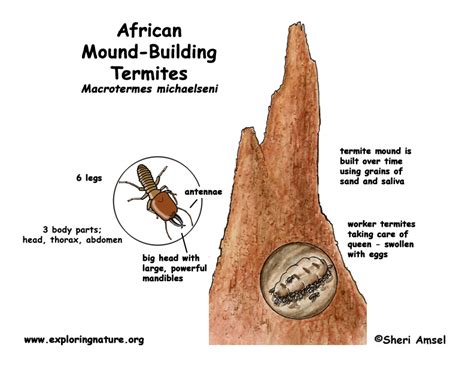 Termite (African Mound-building)