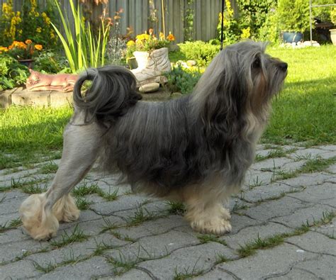 Lowchen Breed Guide - Learn about the Lowchen.