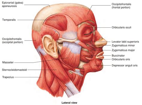 Muscles Head And Neck Diagram Printable Diagram Muscles Corps | My XXX ...