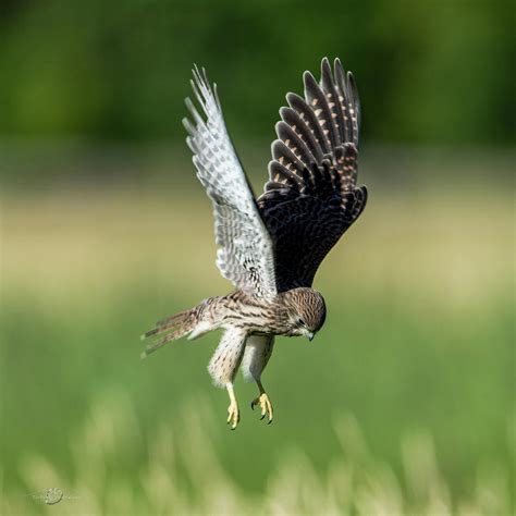 The young hovering kestrel Photograph by Torbjorn Swenelius | Fine Art ...