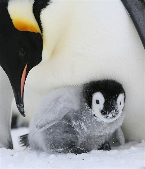 Emperor penguin breeding cycle – Australian Antarctic Program