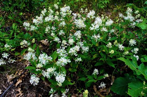 Ceanothus americanus - New Jersey Tea - Friends of the Arboretum (FOA)