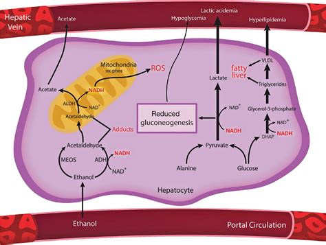 18 Ethanol Metabolism | Basicmedical Key