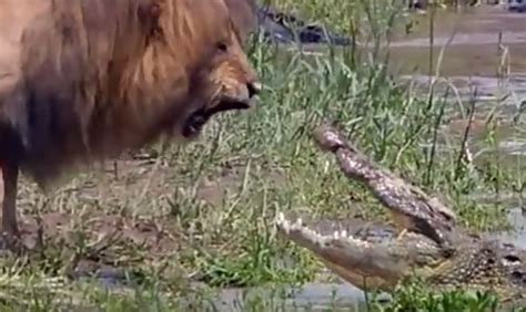 Lion vs Crocodile! Who Backs Down? [VIDEO]