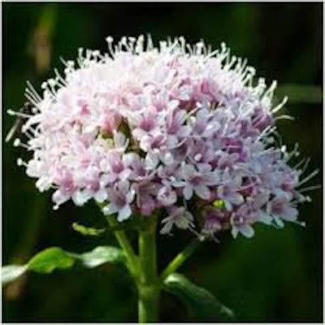 Valerian Plants - Etsy