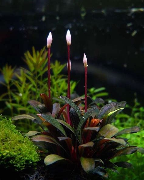 Love This Bucephalandra Flowers | Planted aquarium, Freshwater plants ...