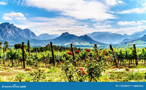 Vineyards of the Cape Winelands in the Franschhoek Valley in the ...