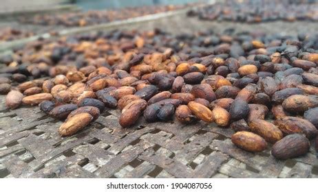 Cocoa Beans After Fermentation Process Stock Photo 1904087056 ...