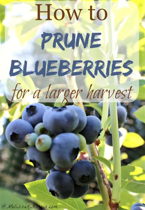 Pruning Blueberries For A Better Harvest - The Homestead Survival