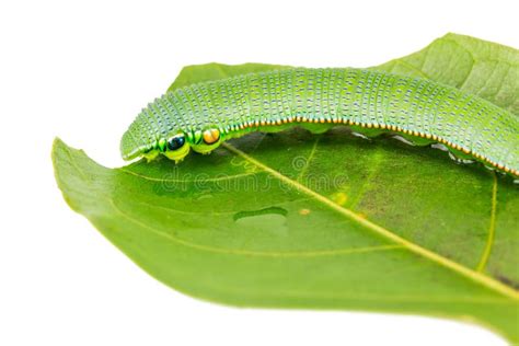 Butterfly Caterpillar - Orange Tip Stock Image - Image of insect, wildlife: 8810023