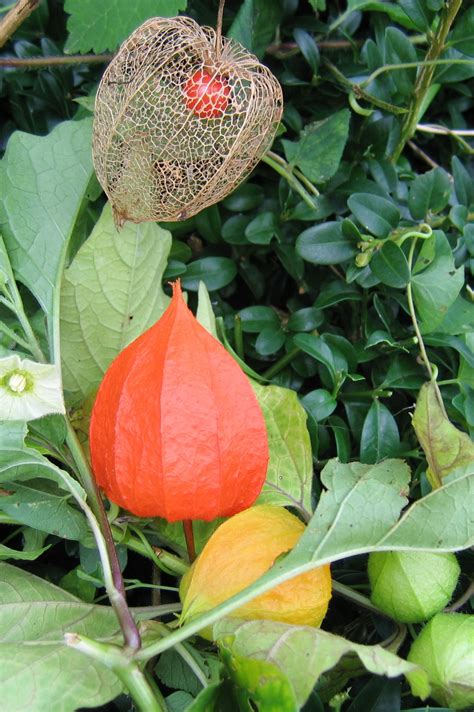 Physalis alkekengi flower free image download