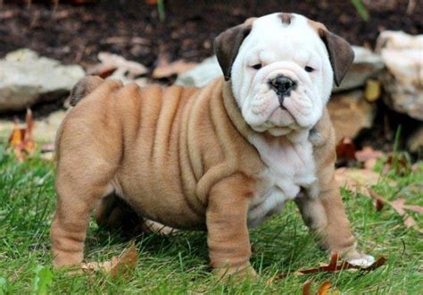 English Bulldog Puppies For Sale | Puppy Adoption | Keystone Puppies