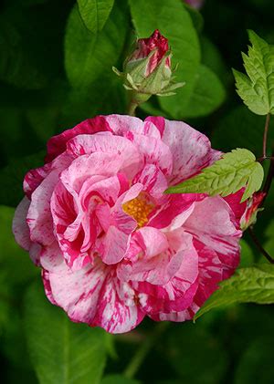 Rosa gallica 'Versicolor' | ROSA MUNDI