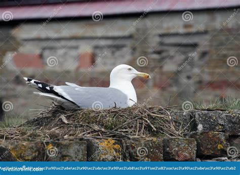 A Beautiful Seagull Sits on the Nest. Stock Photo - Image of informative, outdoors: 65044022