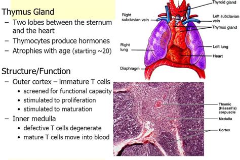 Anatomy: The Thymus Gland – Wise Mindbody Healing