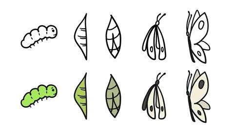 Pieris brassicae metamorphosis. Caterpillar to butterfly development process cocoon ...