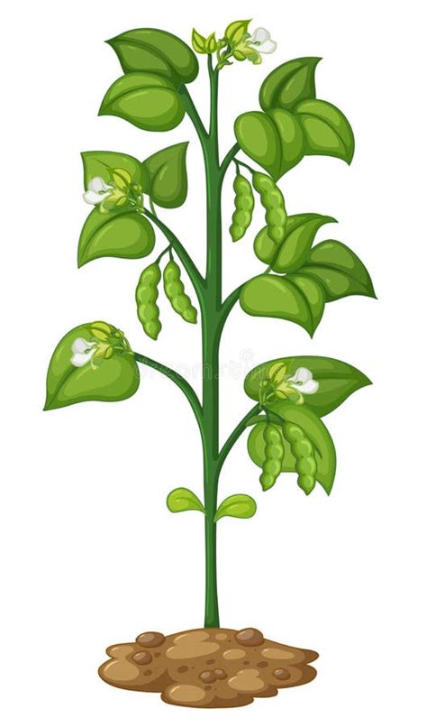 Pea Plant Stock Illustrations – 8,618 Pea Plant Stock Illustrations ...