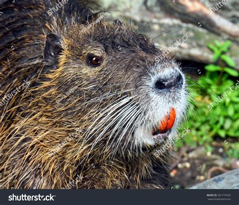 Close Portrait Louisiana Nutria Rat Myocastor Stock Photo 391774543 - Shutterstock