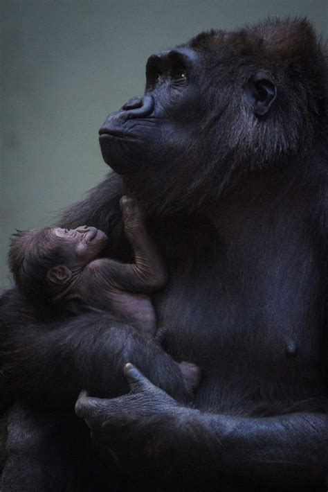 Adorable Baby Gorilla Born In Dublin Zoo