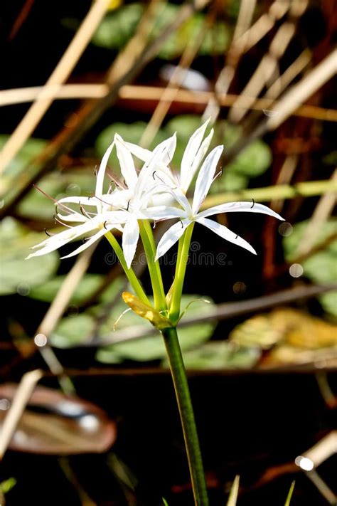 Crinum Swamp Lily Flower Florida Stock Image - Image of south, crinum: 243104271