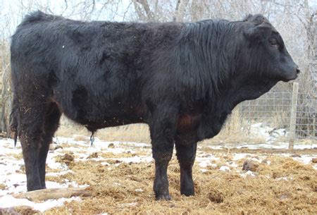 Ayers Ranch: Balancer & Gelbvieh Cattle For Sale