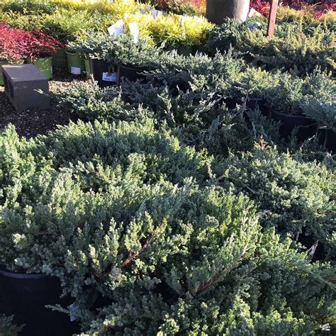 Juniper 'Green Mound' — Green Acres Nursery & Supply