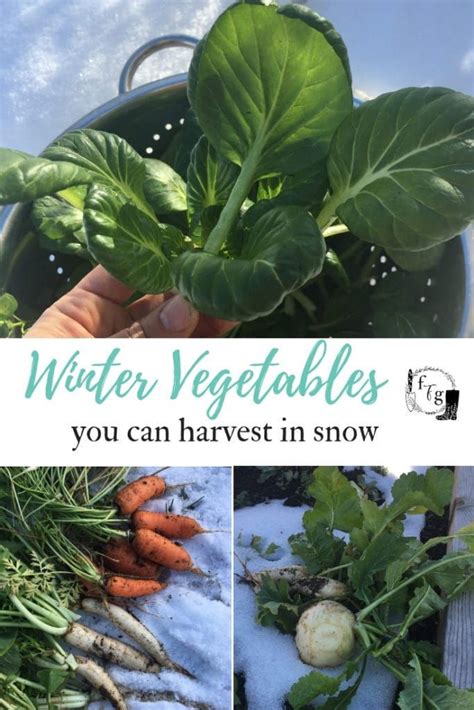 List of Winter Vegetables to Harvest in Frosts & Snow | Family Food Garden | Winter vegetables ...