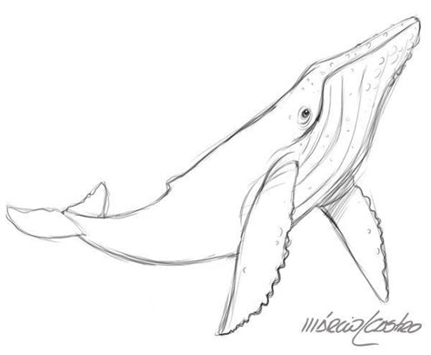 Pin by ΑΡΕΤΗ ΒΗΧΑ on καλοκαιρινα | Whale sketch, Whale drawing, Whale ...