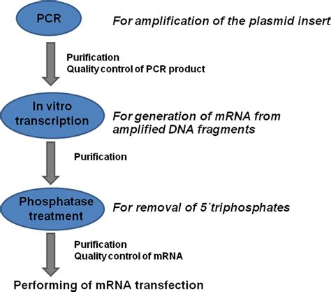 In Vitro Synthesis of Modified mRNA for Induction of Protein Expression in Human Cells ...