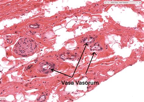 Histology of Cardiovascular system