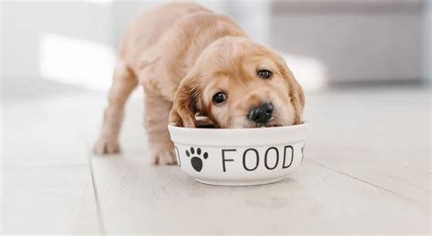 The Essential Elements of High-Quality Wet Dog Food - Labrador Time