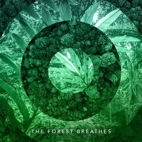 موسیقی بی کلام آرامش بخش The Forest Breathes اثری از Music Within - والا موزیک