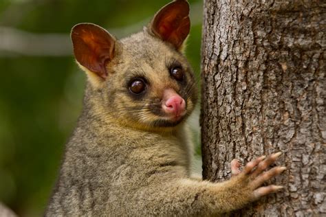 Reintroduced marsupials may pose new threat to ground-dwelling birds ...