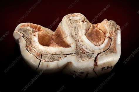 Woolly rhinoceros tooth - Stock Image - C047/2407 - Science Photo Library