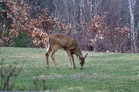 Animals In Louisiana - Animals Around The Globe