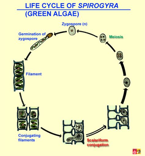 www.scienceexamtopic.com: Information of Spirogyra