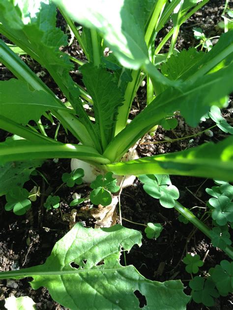 Growing turnips for the first time