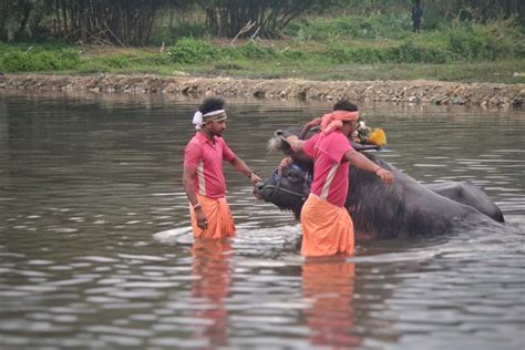 Kambala - Karnataka's Traditional Buffalo Race Thrills Us