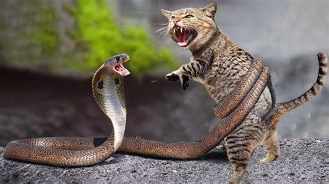 Heartbreaking Fight of Snake and Cat | Snake vs Cat Fight - YouTube