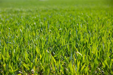 Green Grass Free Stock Photo - Public Domain Pictures