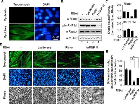 Differentiation of C2C12 myoblasts into myotubes is blocked by... | Download Scientific Diagram