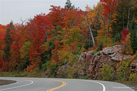 Fall Colour Report | Algonquin Provincial Park | The Friends of ...